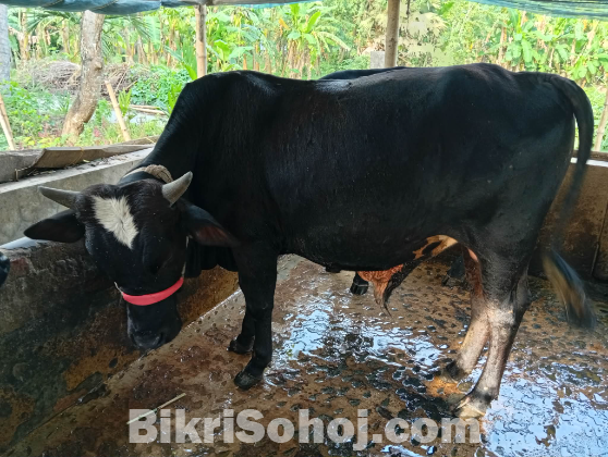 সুস্থ কোরবানির গরু বিক্রি হবে